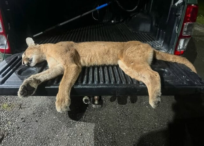 Puma é vítima fatal de atropelamento próximo de Pedras Grandes