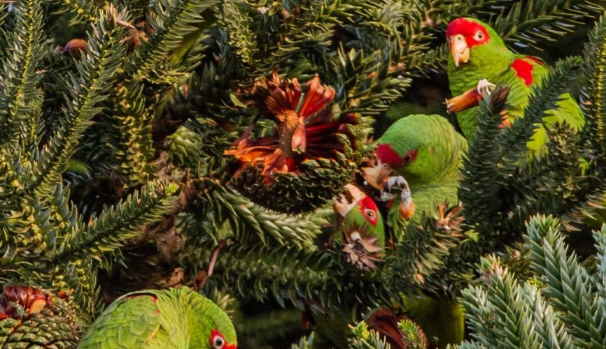 Uma viagem ao inverno europeu no coração de Santa Catarina