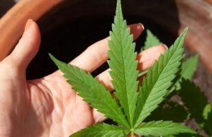 Plantação de maconha são descobertas em terreno de Braço do Norte