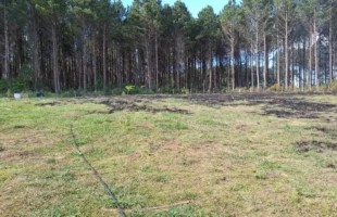 Idosa morre ao combater incêndio em área de reflorestamento em Lages