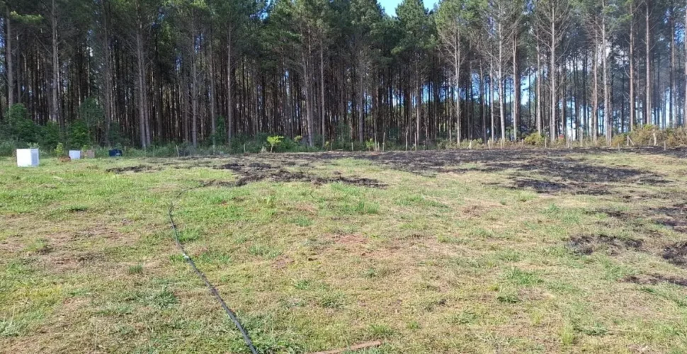 Idosa morre ao combater incêndio em área de reflorestamento em Lages