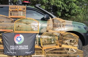 Operação em Lauro Müller resgata mais de 90 aves silvestres mantidas em cativeiro ilegal