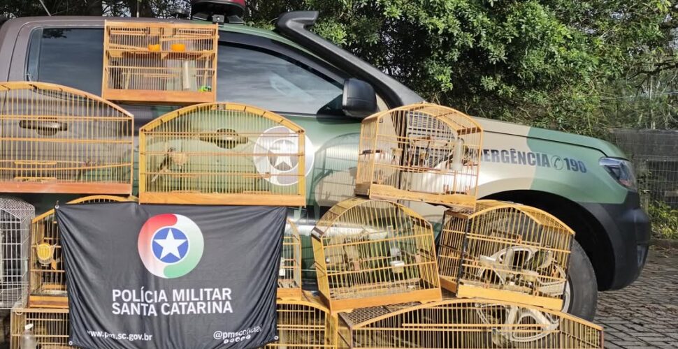 Operação em Lauro Müller resgata mais de 90 aves silvestres mantidas em cativeiro ilegal