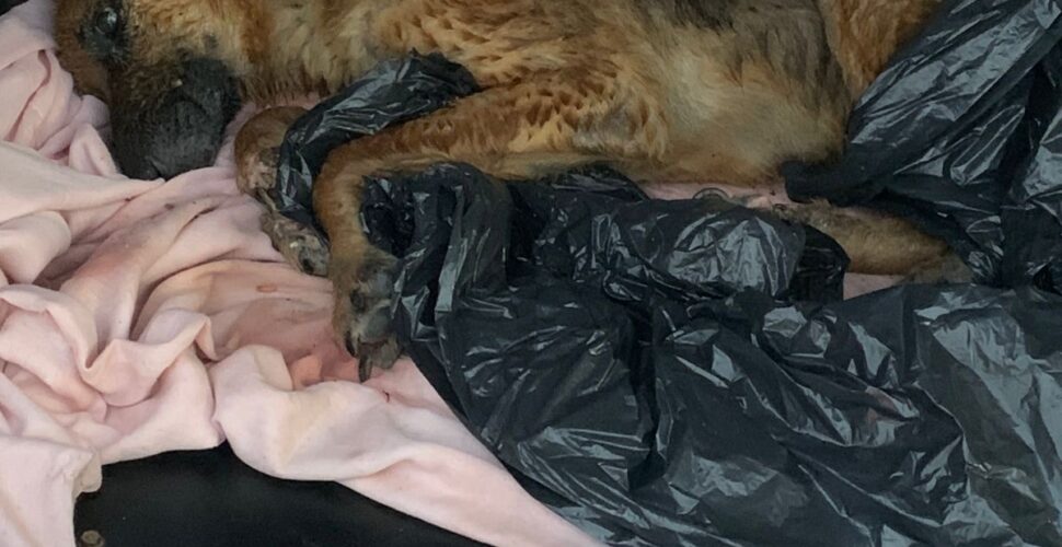 Adolescente é apreendida por maus-tratos a pastor alemão em situação crítica em Orleans