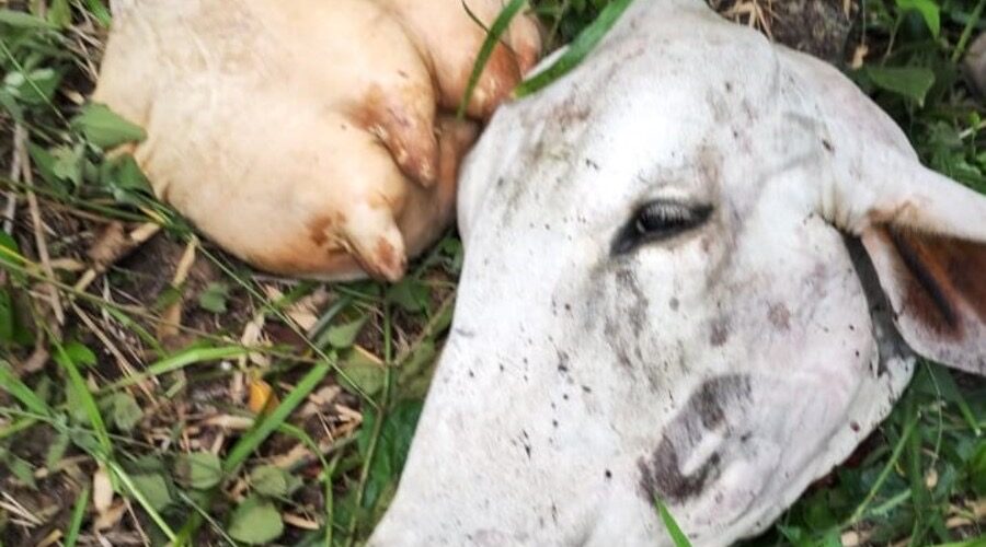 Furto de gado termina em abate de animais dentro de propriedade em Pedras Grandes