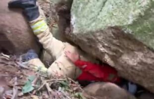 Bezerro recém-nascido é salvo de fenda após resgate dramático em Sangão