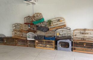 Operação encontra 25 aves silvestres, incluindo espécies ameaçadas, em casa de Grão-Pará