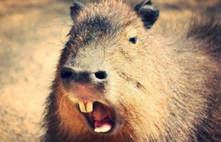 Capivaras se tornam um desafio para a saúde pública em Santa Catarina