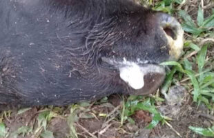 Caso de raiva bovina é confirmado em Santa Catarina