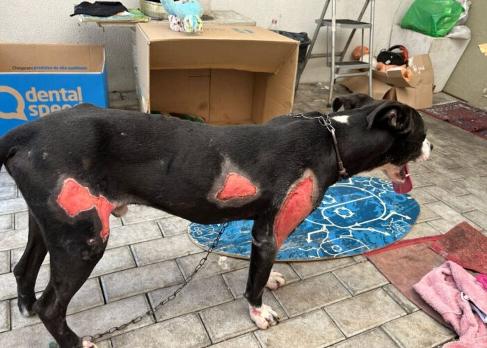 Homem é preso ao arrastar cachorro por um km amarrado a caminhão