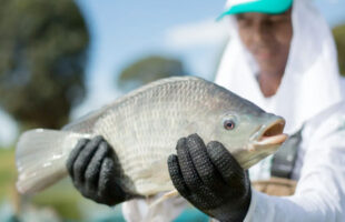 Santa Catarina fecha fronteiras à tilápia do Vietnã por risco de vírus devastador
