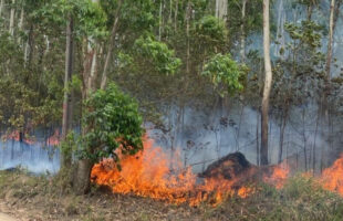Incêndio consome plantação de eucalipto em Sangão