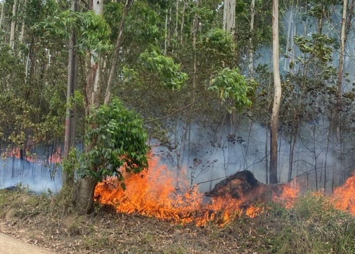 Incêndio consome plantação de eucalipto em Sangão