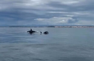 Raro momento em Campo Bom na Jaguaruna: orcas caçam golfinhos