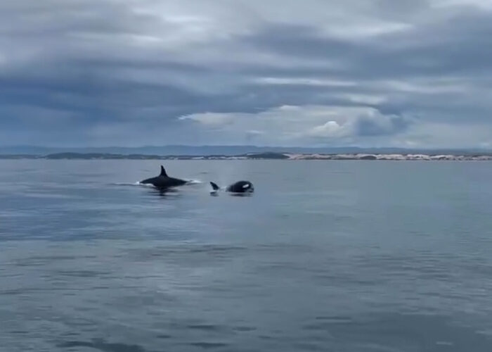 Raro momento em Campo Bom na Jaguaruna: orcas caçam golfinhos