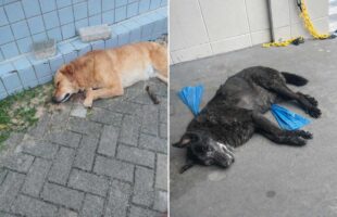 Laguna registra duas mortes de cães em casos que podem configurar crime