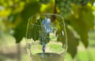 Espumante goethe: a exclusiva uva catarinense que brilha nas festas