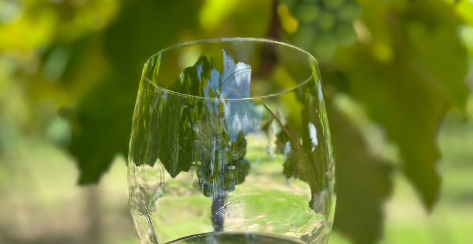 Espumante goethe: a exclusiva uva catarinense que brilha nas festas