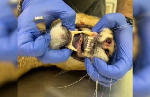 Atropelamento de onça em Pedras Grandes revela tragédia silenciosa da fauna em Santa Catarina