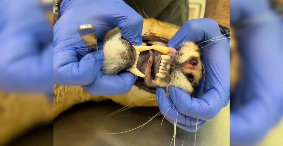 Atropelamento de onça em Pedras Grandes revela tragédia silenciosa da fauna em Santa Catarina