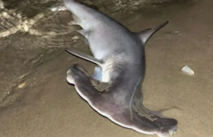 Filhote de tubarão-martelo ameaçado de extinção é capturado e solto no Rincão