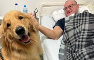 Visitas que curam: cão terapeuta leva conforto a pacientes em hospital de SC