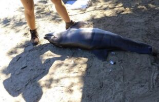 Morte de filhote de boto revela rito de luto entre golfinhos