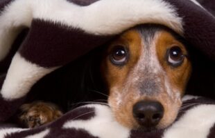 Cuidados para proteger cães e gatos durante as festas de fim de ano