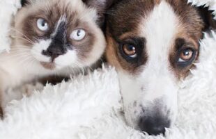 Fogos de artifício podem provocar fuga de pets durante o Réveillon