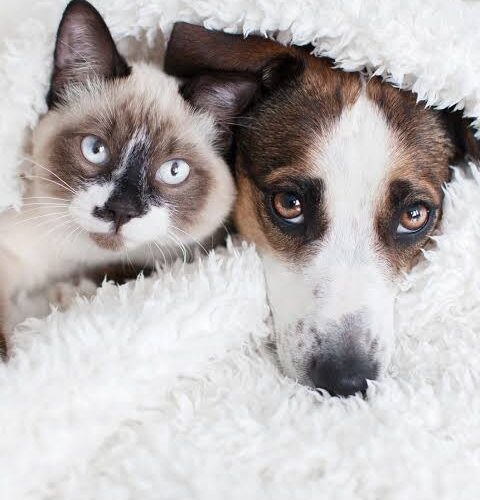 Fogos de artifício podem provocar fuga de pets durante o Réveillon