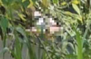 Mulher é encontrada sem vida em rio de Cocal do Sul