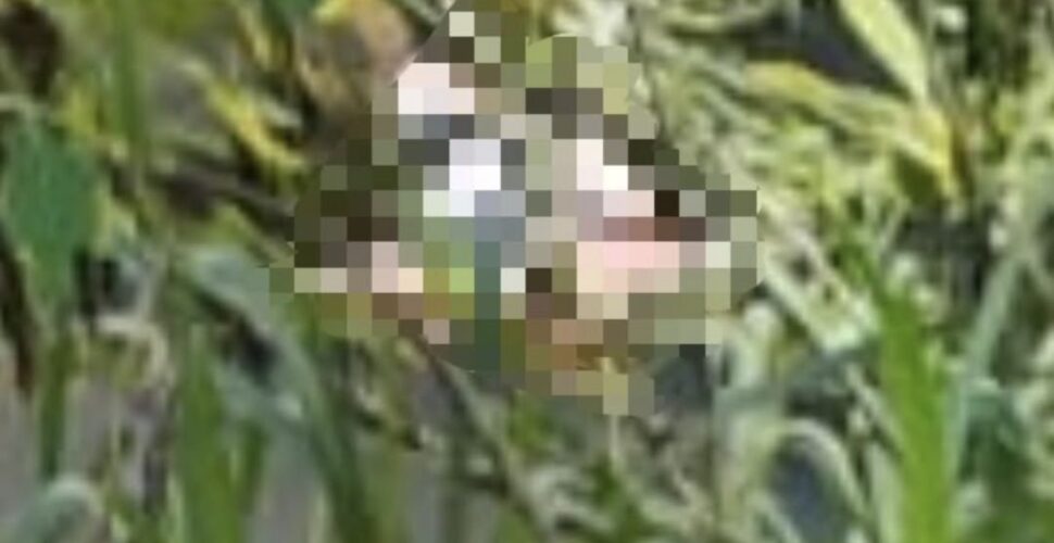 Mulher é encontrada sem vida em rio de Cocal do Sul