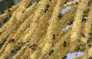 Mulher é atacada por enxame de abelhas nas dunas de Ibiraquera, em Imbituba