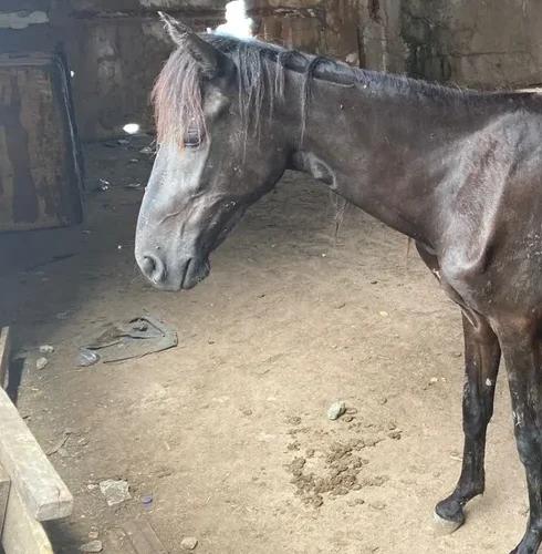 Dois homens são flagrados agredindo cavalo em Lauro Müller