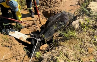 Bovino é resgatado após ficar atolado em vala em Içara