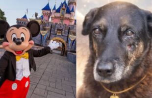 Suspeitos de agredir cão comunitário em Florianópolis viajaram para a Disney após o crime