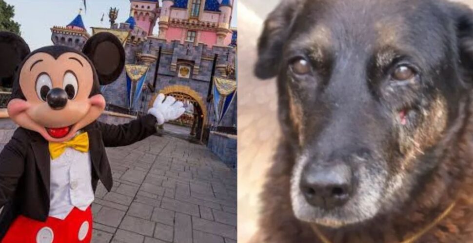 Suspeitos de agredir cão comunitário em Florianópolis viajaram para a Disney após o crime
