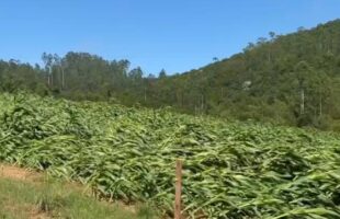Chuvas de início de ano causam estragos na zona rural de Urussanga