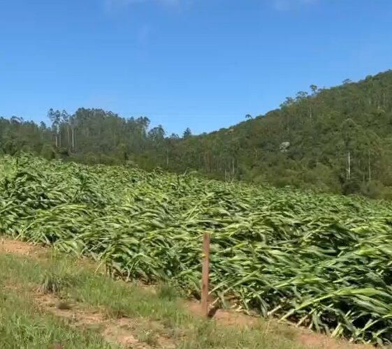 Chuvas de início de ano causam estragos na zona rural de Urussanga