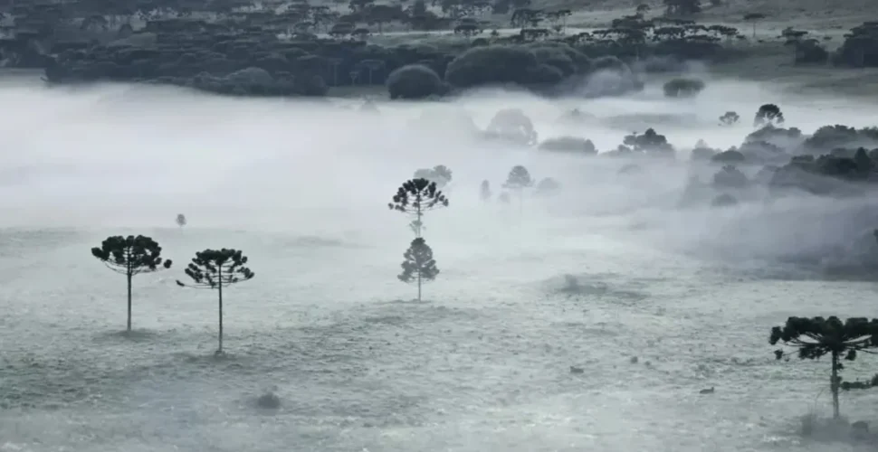 Geada histórica atinge Santa Catarina em janeiro de 2026
