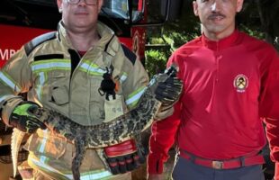 Jacaré é capturado dentro de condomínio no Camacho