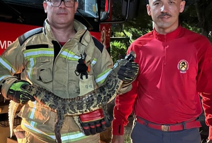 Jacaré é capturado dentro de condomínio no Camacho