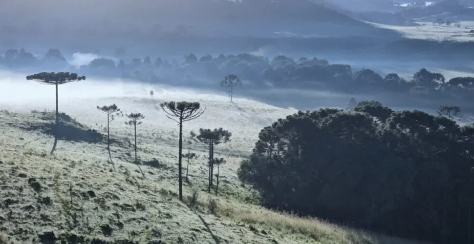 Geada surpreende no verão da Serra Catarinense e temperatura despenca a 1,8°C
