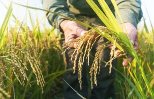 Crise do arroz deve persistir e só amenizar no fim de 2026, prevê sindicato