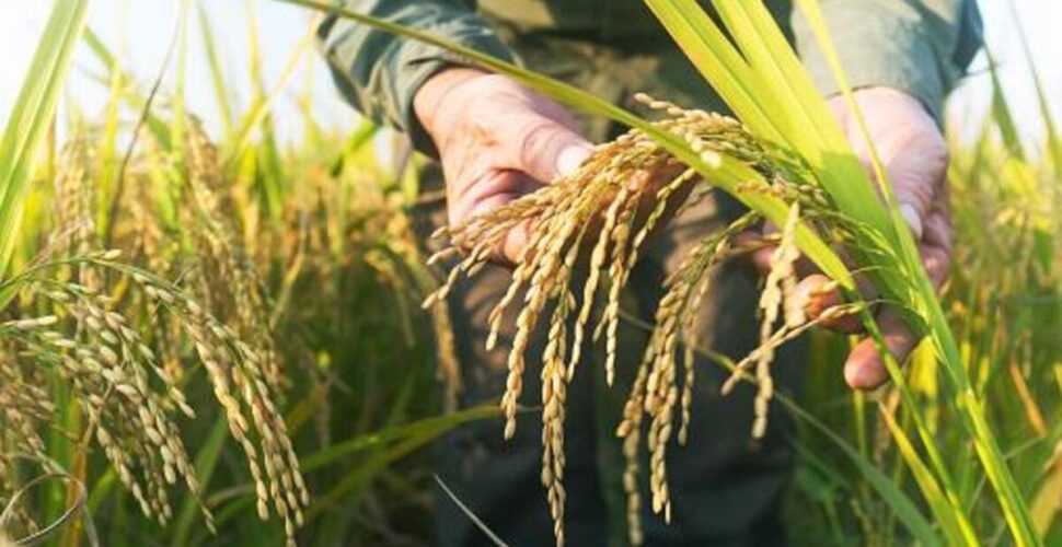Crise do arroz deve persistir e só amenizar no fim de 2026, prevê sindicato