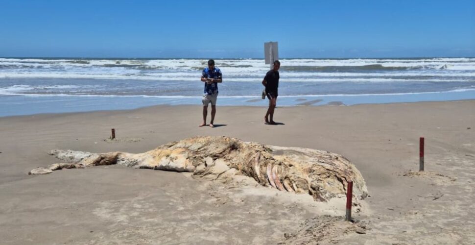 Carcaça de baleia encalha na praia