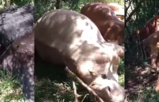 Tragédia no campo: raios matam 26 bovinos durante temporal em Santa Catarina