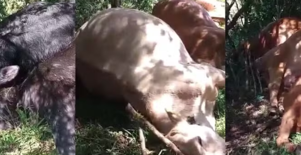 Tragédia no campo: raios matam 26 bovinos durante temporal em Santa Catarina