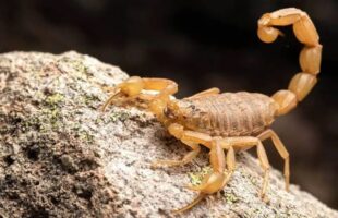 Surto de escorpiões-amarelos aciona alerta em Gravatal