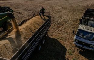 Calote de empresas estrangeiras deixa prejuízo de R$ 20 milhões a arrozeiros catarinenses